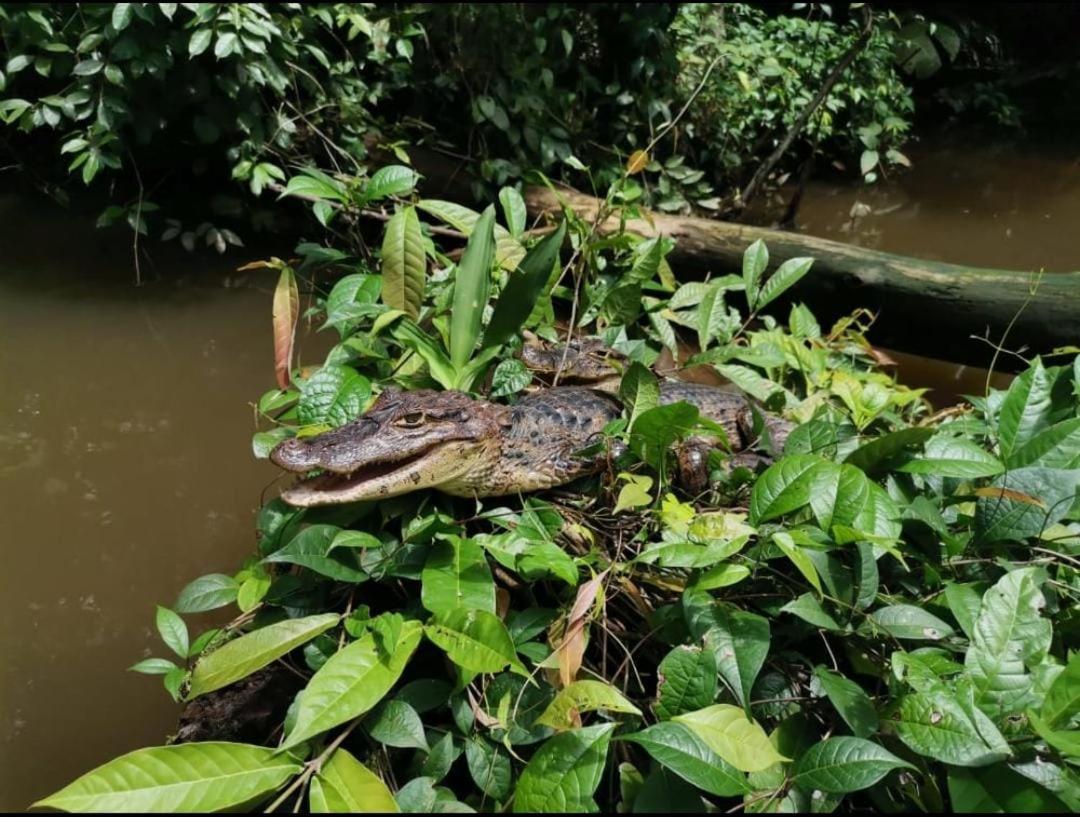 Villa Casa Marbella à Tortuguero Extérieur photo